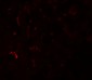SUMO3 Antibody
